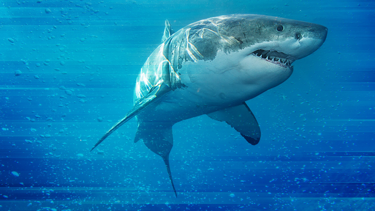 Game of Sharks backdrop