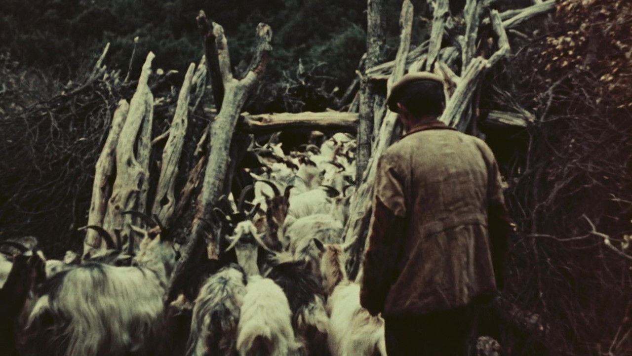 Orgosolo’s Shepherds backdrop