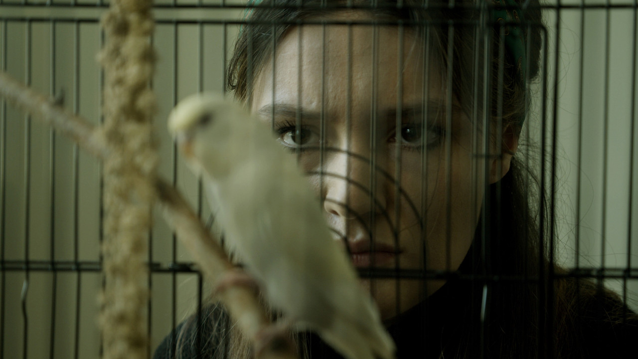 Winged and Imprint Dark backdrop