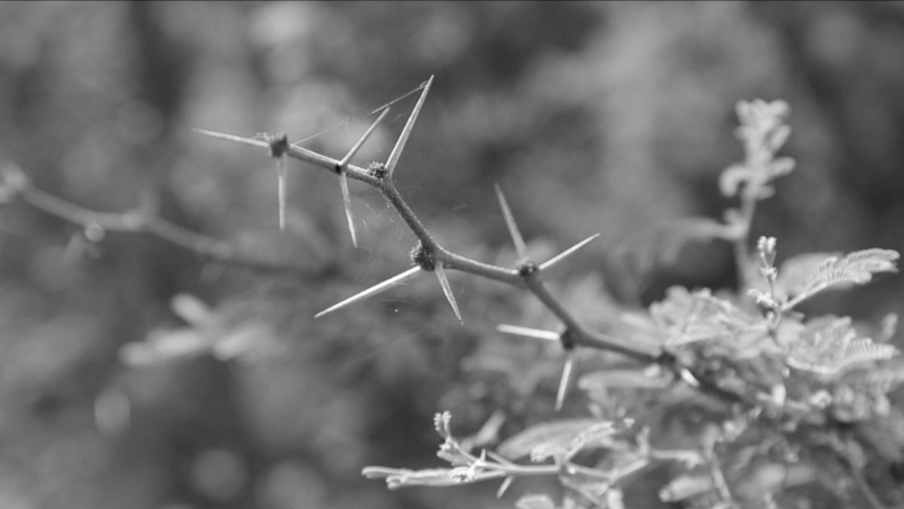 The fable of silence backdrop