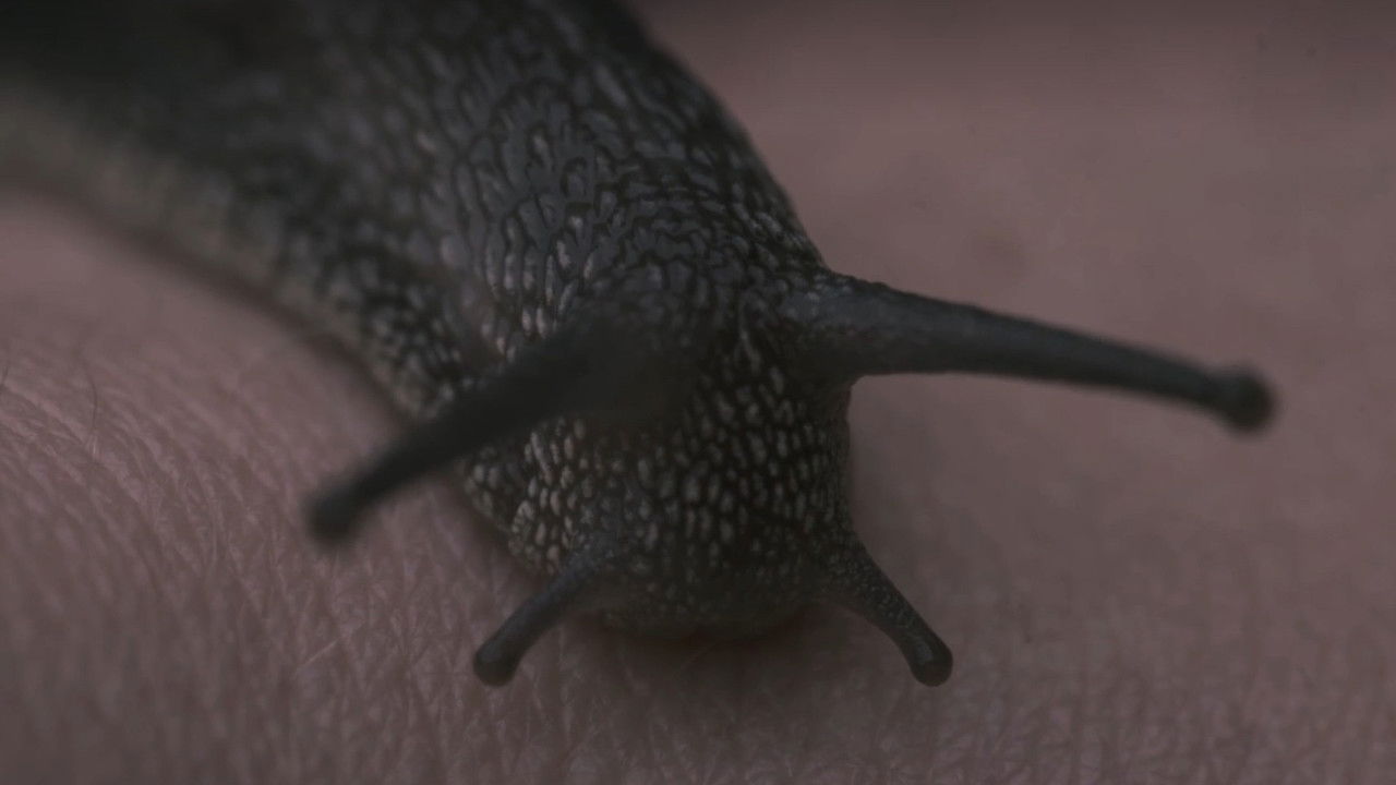 Human Botany backdrop