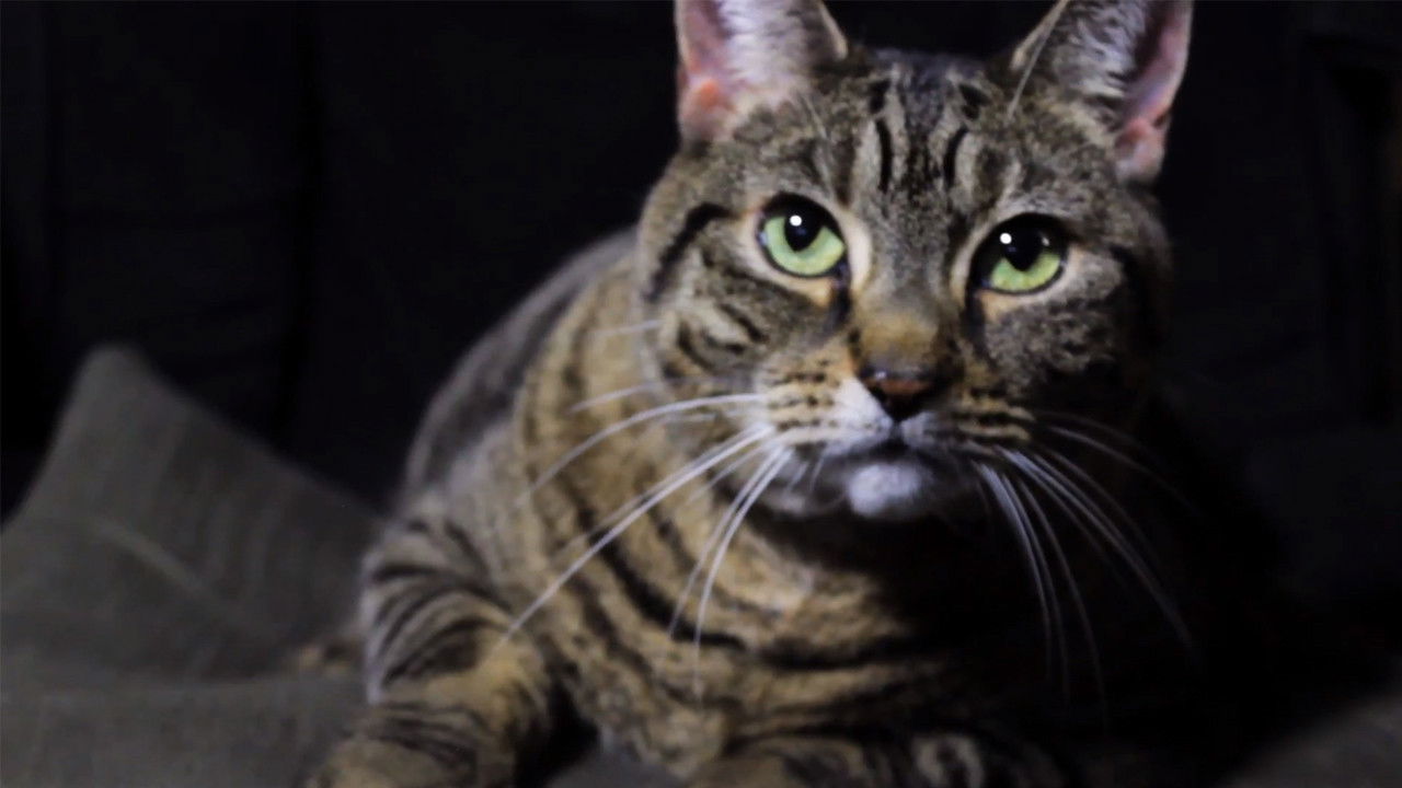 A Meowy Christmas backdrop