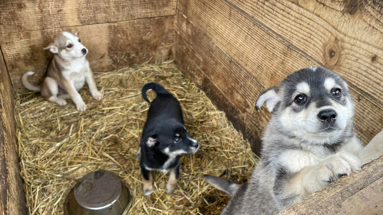 Dogs and War: What I saw in Ukraine backdrop