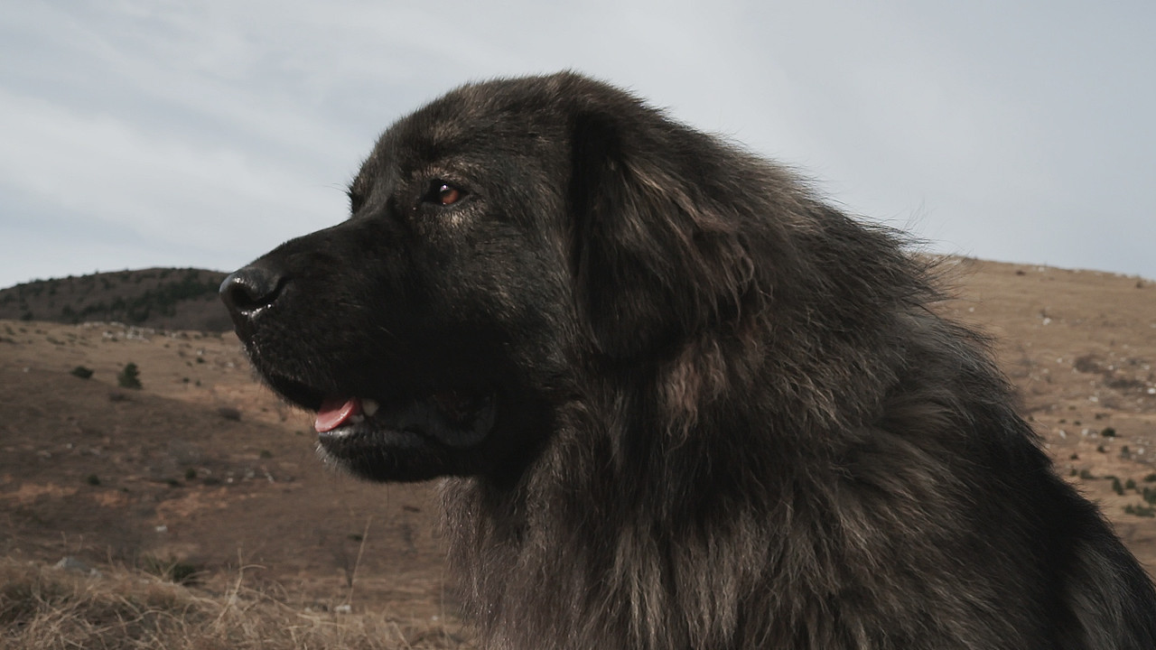 Sons of Bora backdrop