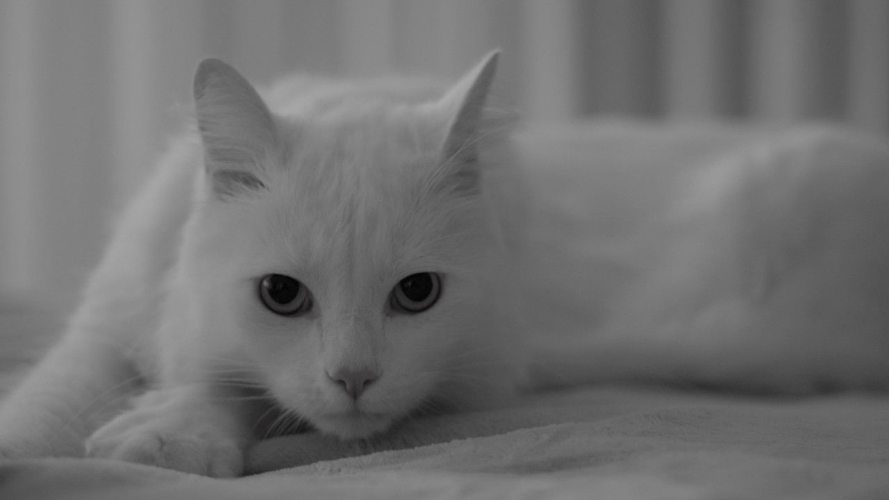 The Human, the Cat, the Beetle backdrop