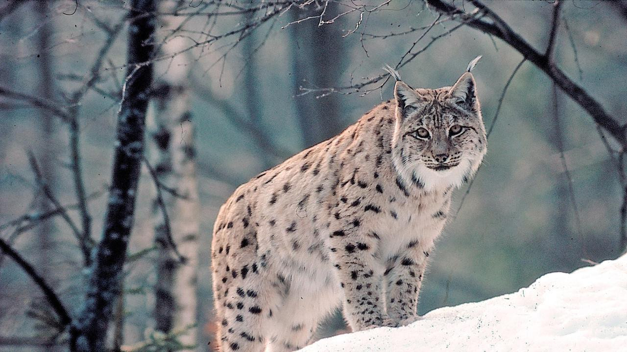 Geisterkatzen (1) backdrop