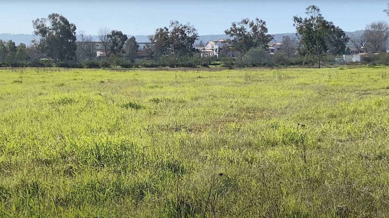 Madrona Marsh backdrop
