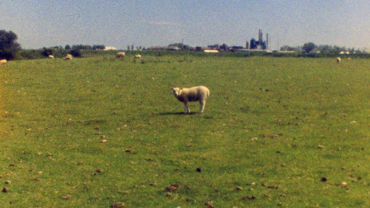 Vertical Shapes in a Horizontal Landscape backdrop