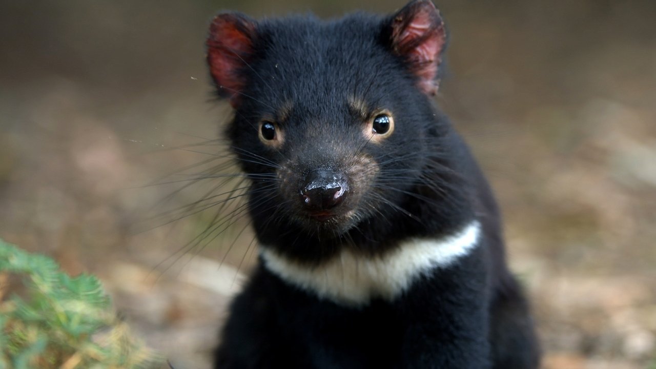 Living with Devils backdrop