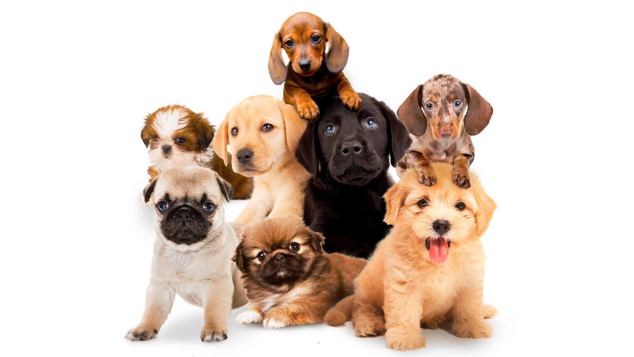 Puppy Time! backdrop