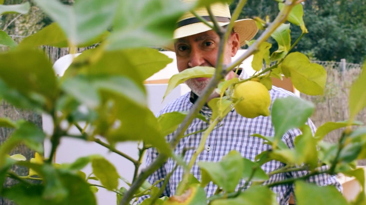 Cueillette du citron backdrop