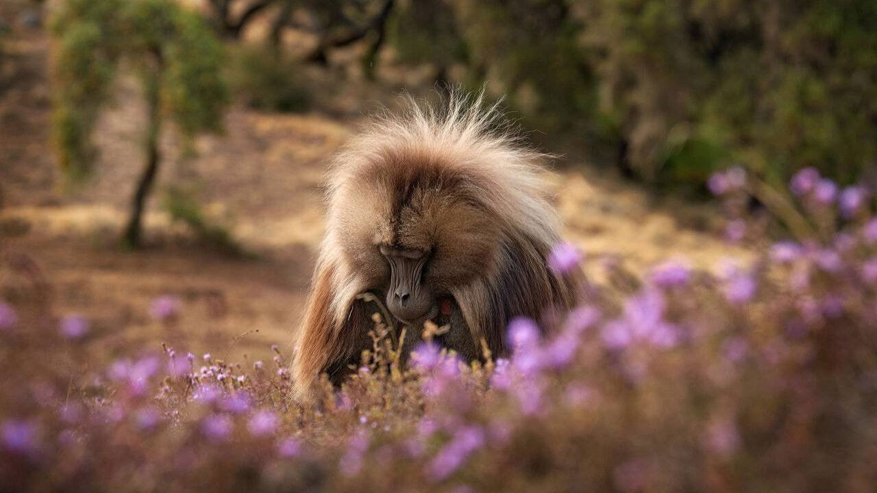 Baboon King backdrop