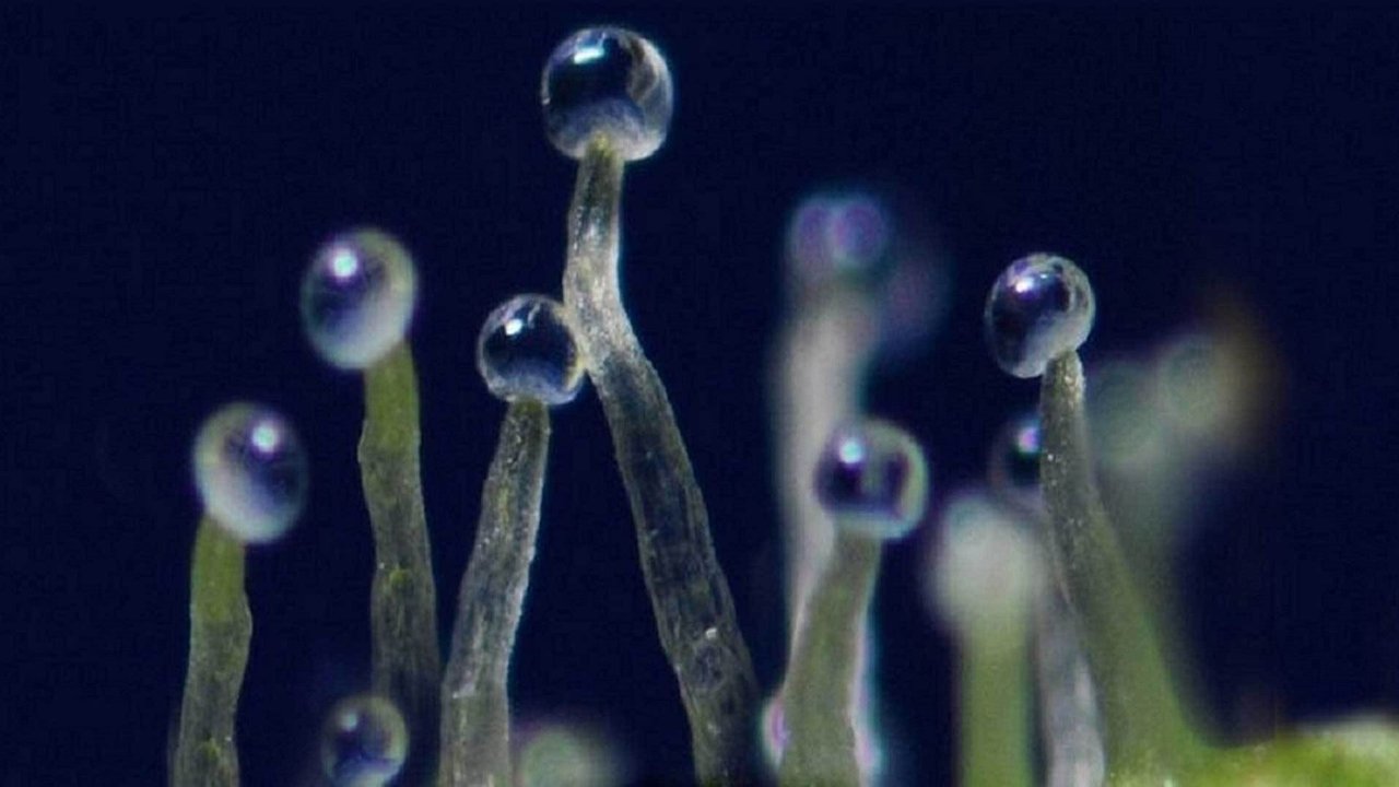 What If Cannabis Cured Cancer backdrop