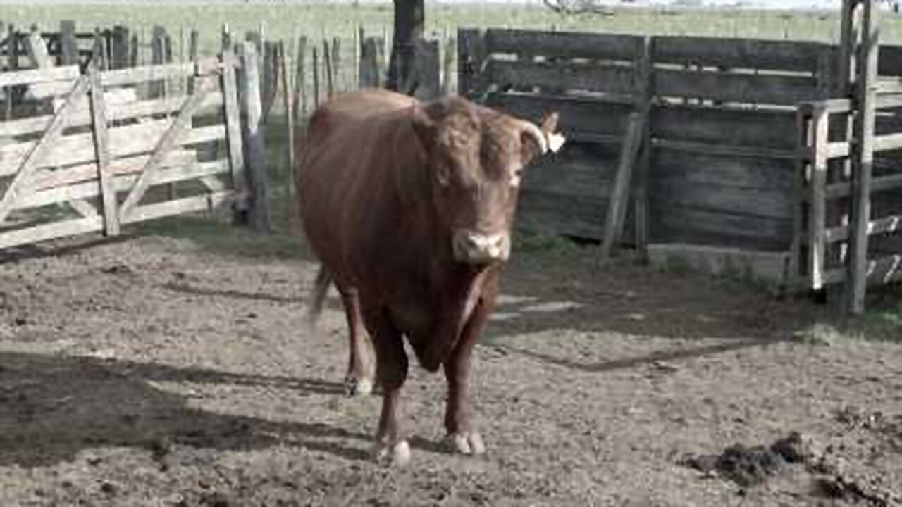 Carne propia backdrop