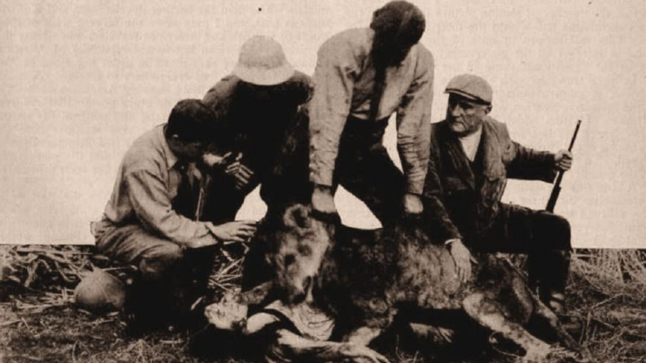 Alone in the Jungle backdrop