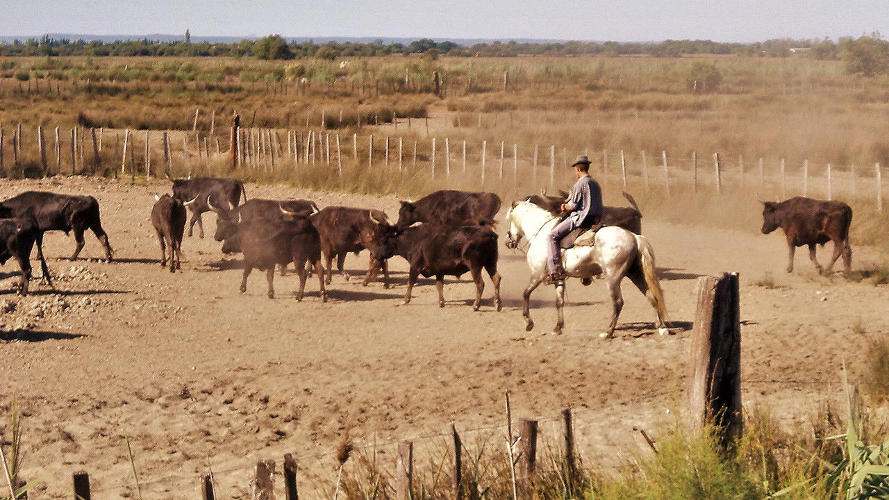 Le camarguais backdrop