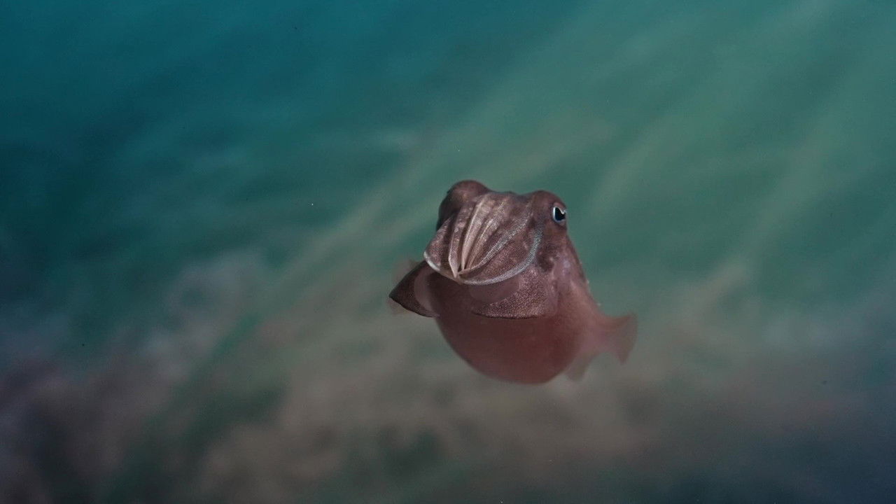 Sépia, l'odyssée d'une seiche backdrop