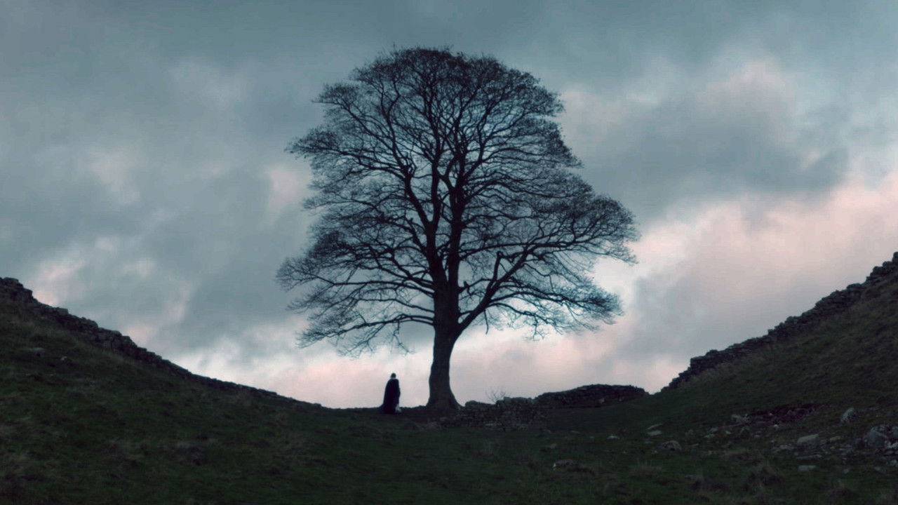 The Sycamore Gap backdrop