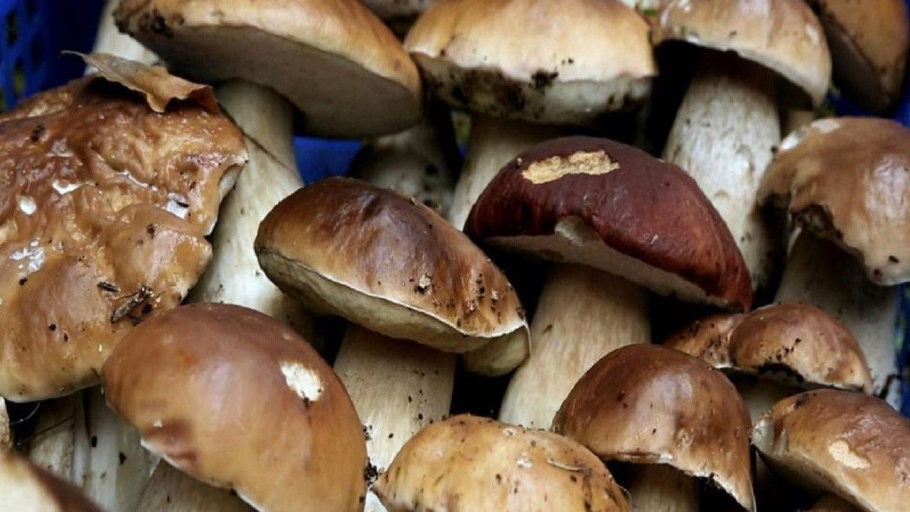 A fond sur le champignon backdrop