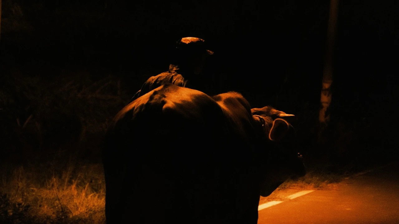 This Is NOT My Cow backdrop