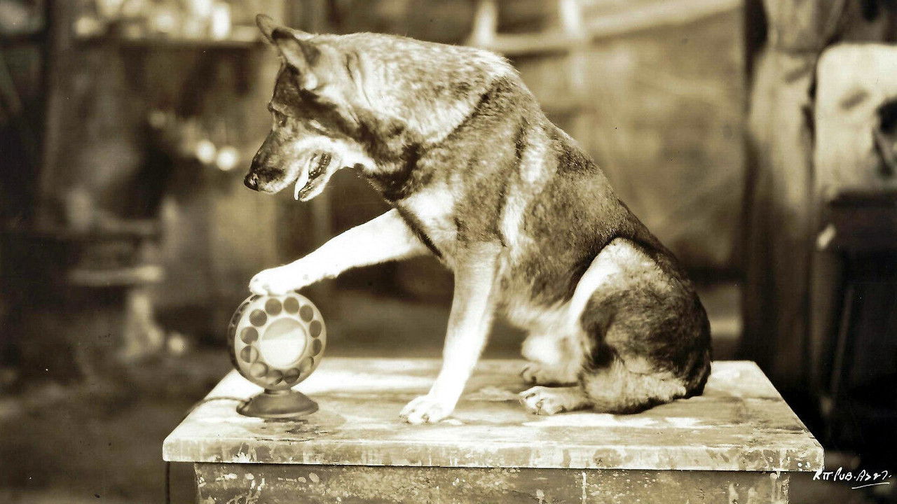 The Million Dollar Collar backdrop