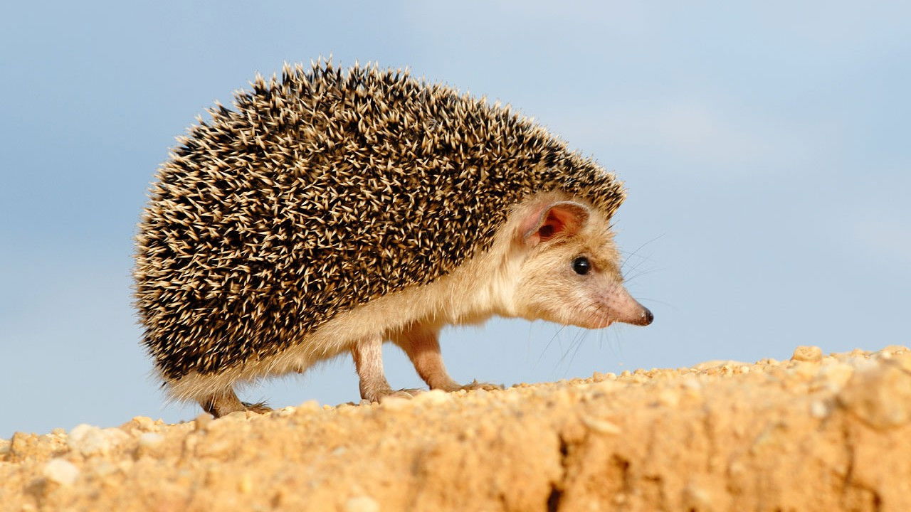 Podivuhodná cesta ježka Aladina backdrop