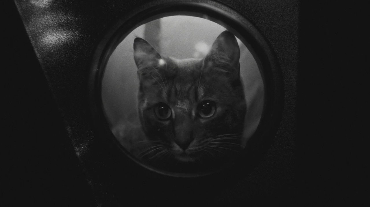 Jano & Dafi backdrop