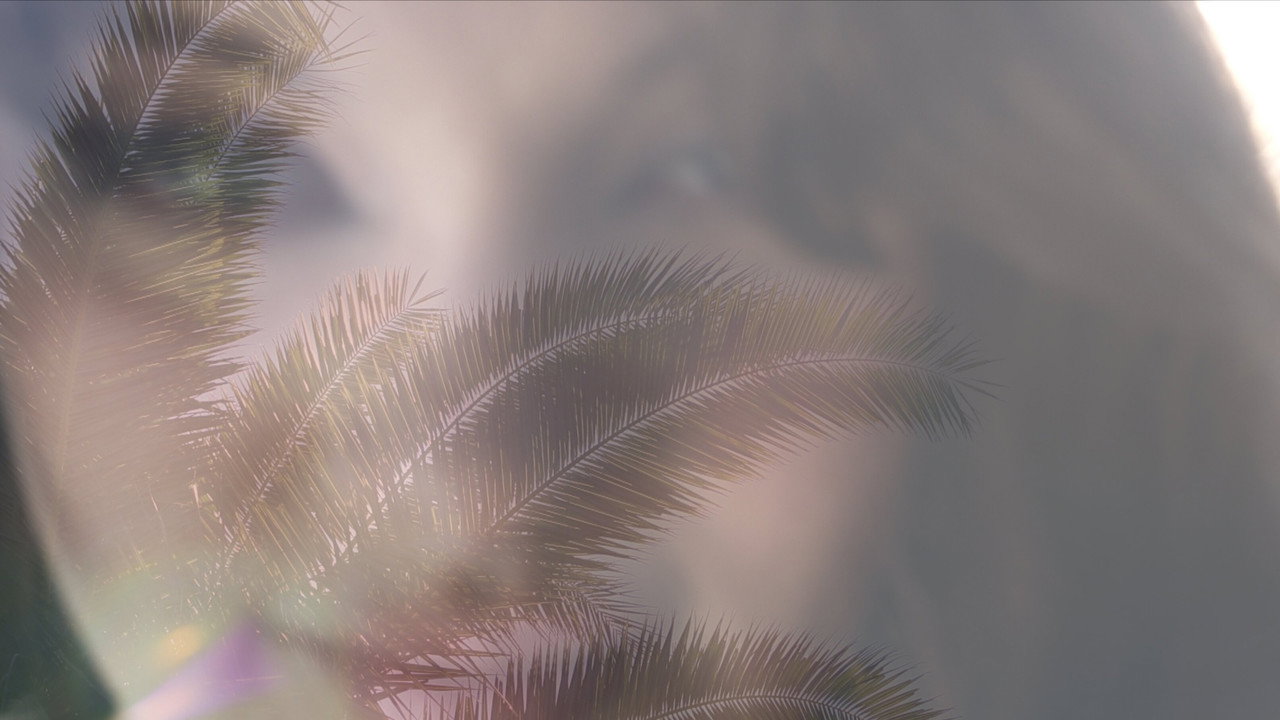 Some Palm Trees Are Taller Than Others backdrop