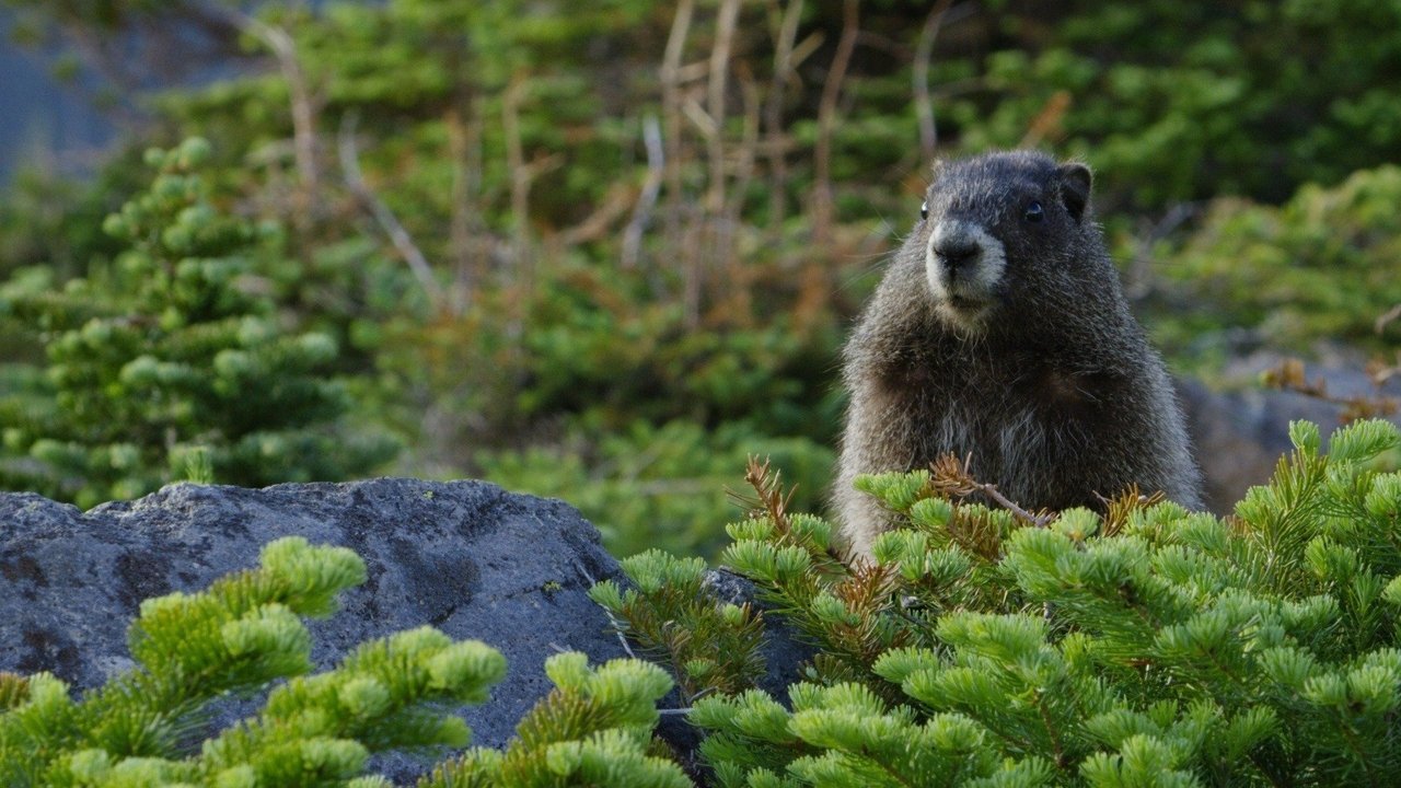 The Mighty Northwest backdrop