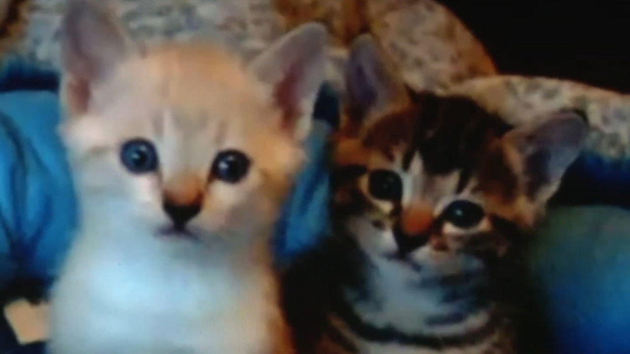 YouTube Trilogy: 4 Songs, History, Asian Girls backdrop