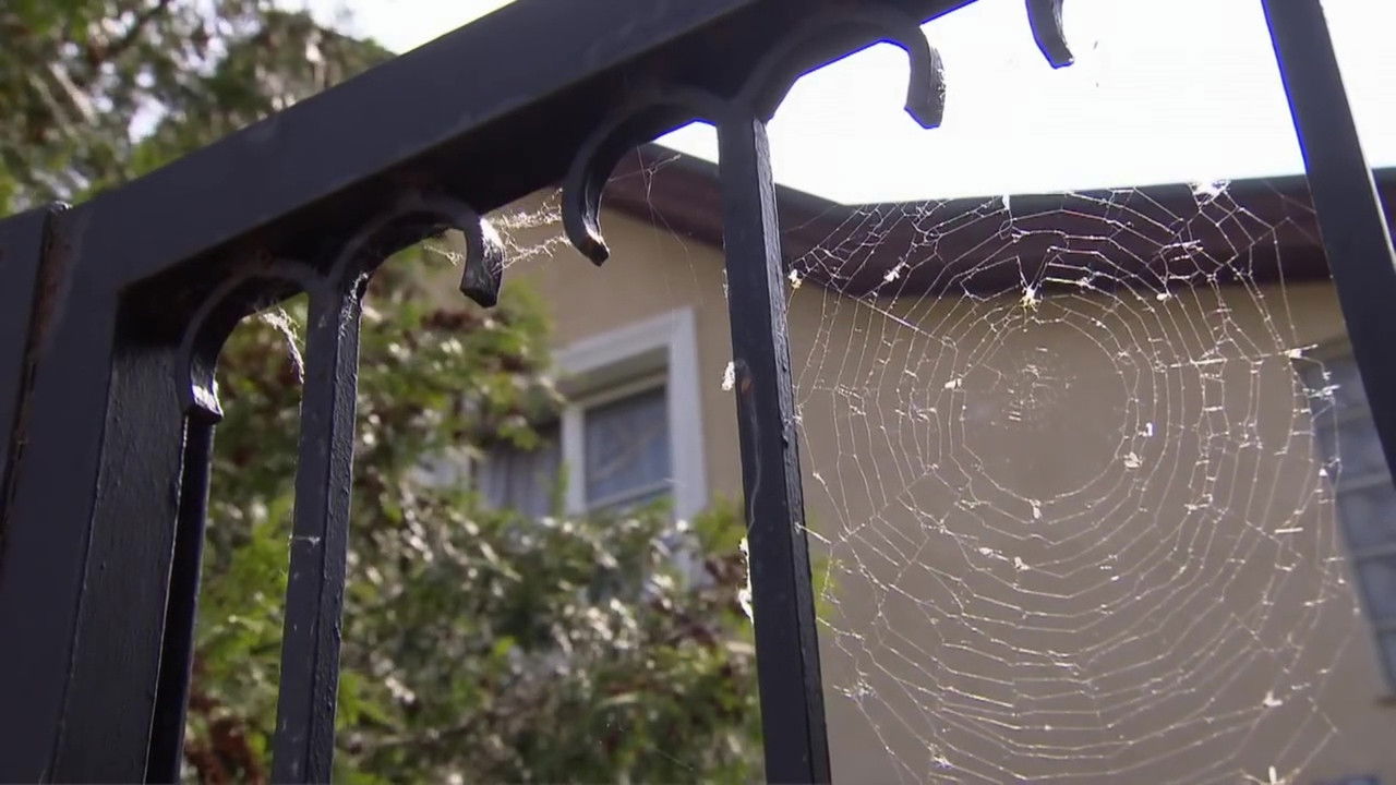 The Case of Kampusch: 10 Years after her Dramatic Escape backdrop