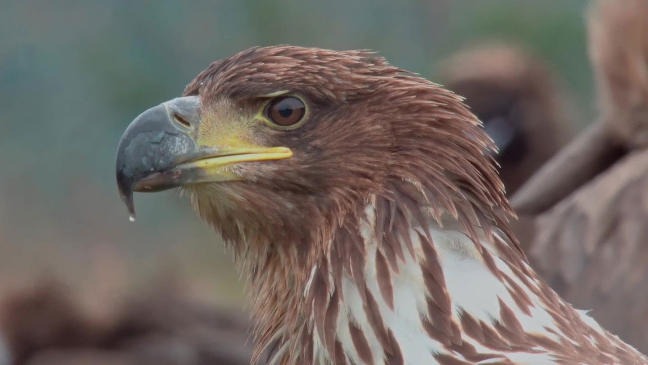 The World of Birds of Prey – Right to Survival backdrop