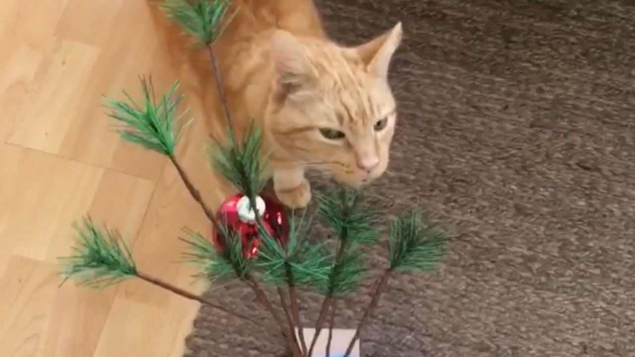 The Adventures of Murphy the Cat #6 backdrop