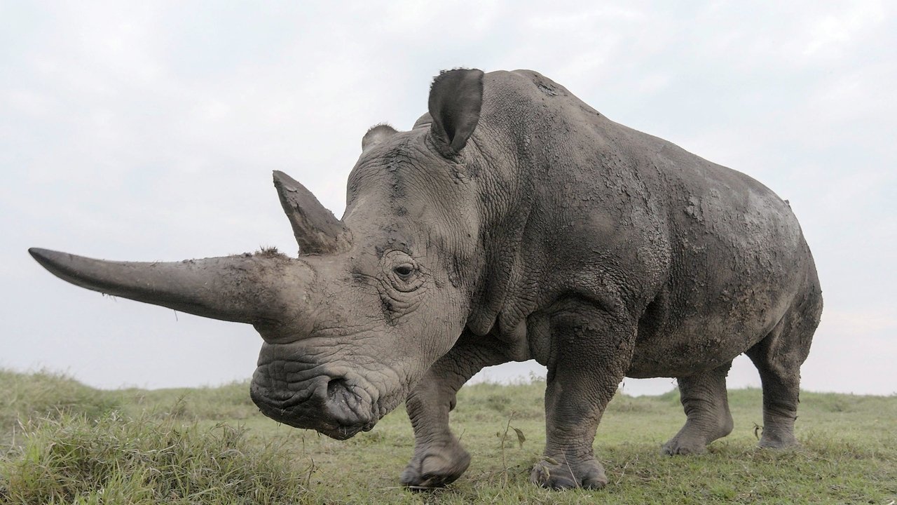 The Last Rhinos: A New Hope backdrop