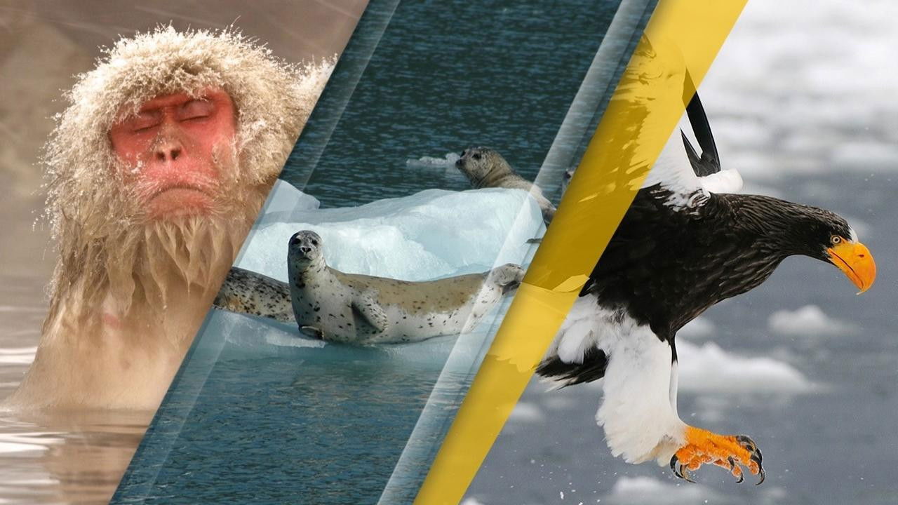 Japan's Wild Year backdrop