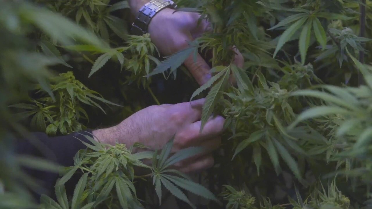 The Legend of 420 backdrop