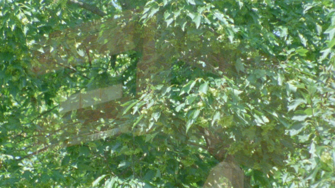 1986 Summer backdrop