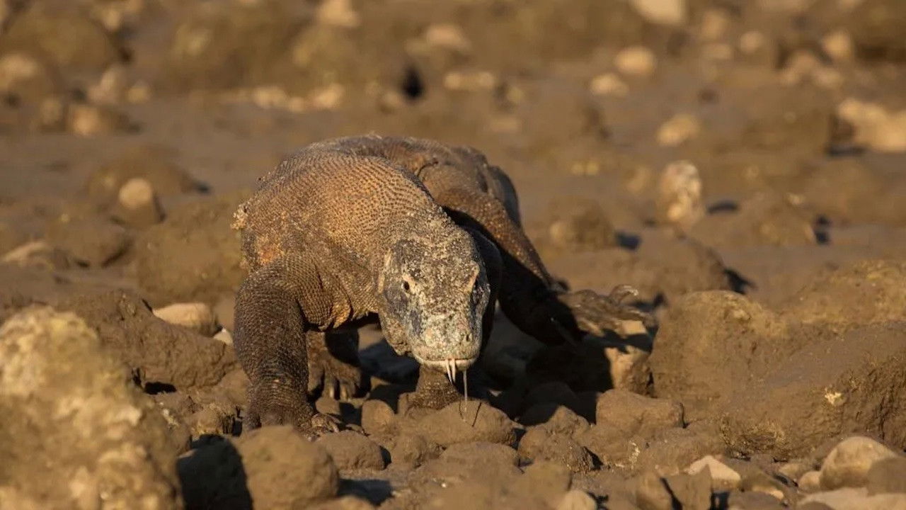 Day of the Dragon backdrop