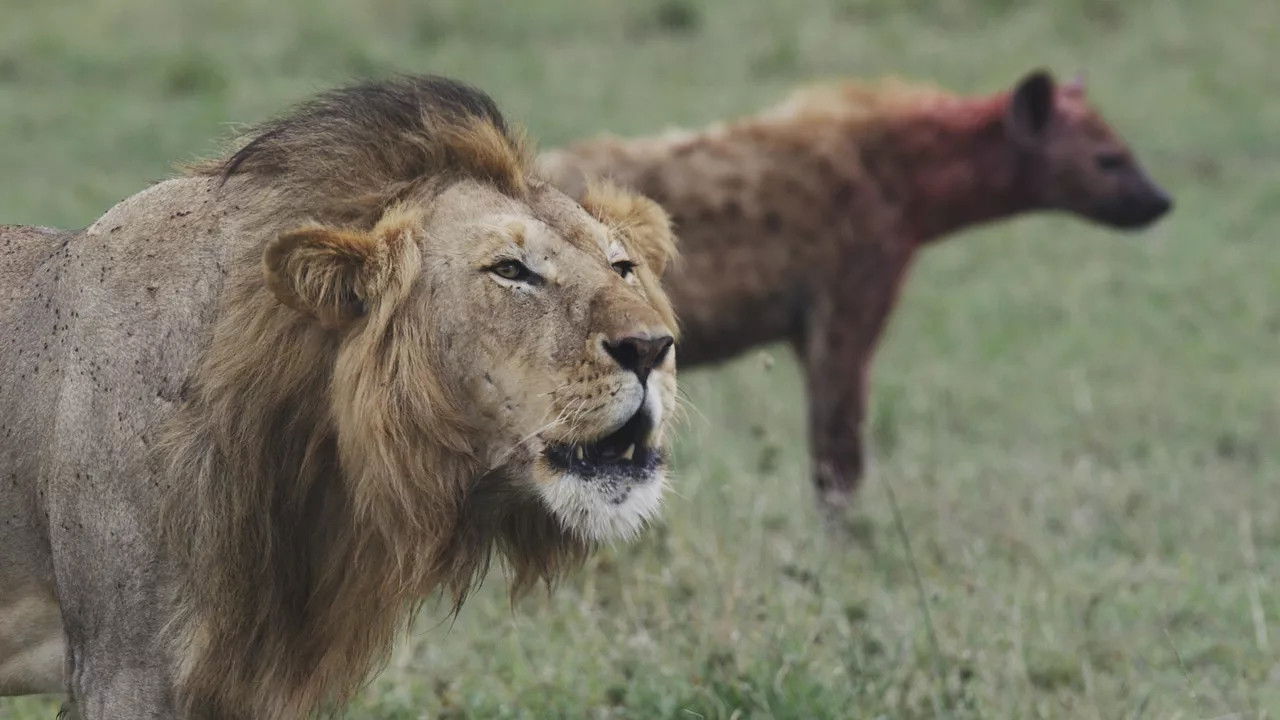 Lions and Hyenas: Owners of Death, Guardians of Life backdrop