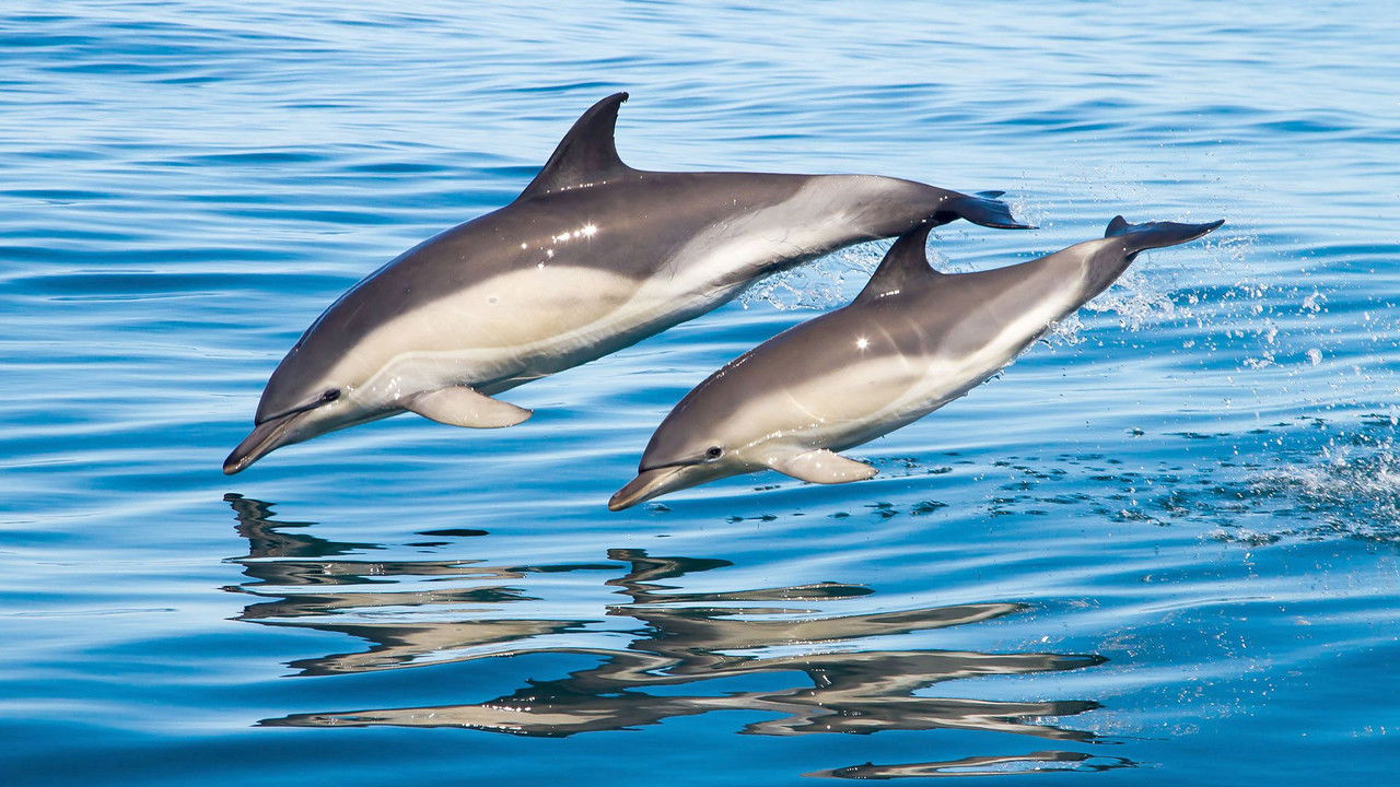 Big Blue UK backdrop