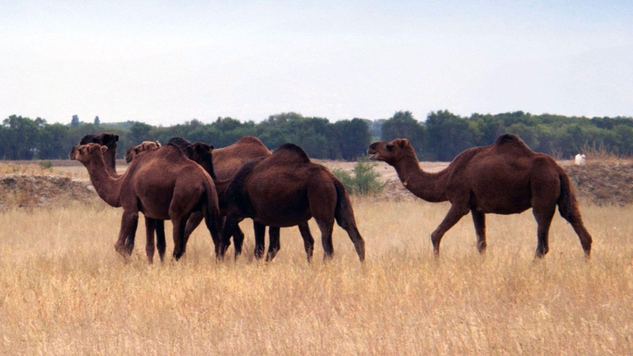 Un remède de chameau - La révolution des nanocorps backdrop