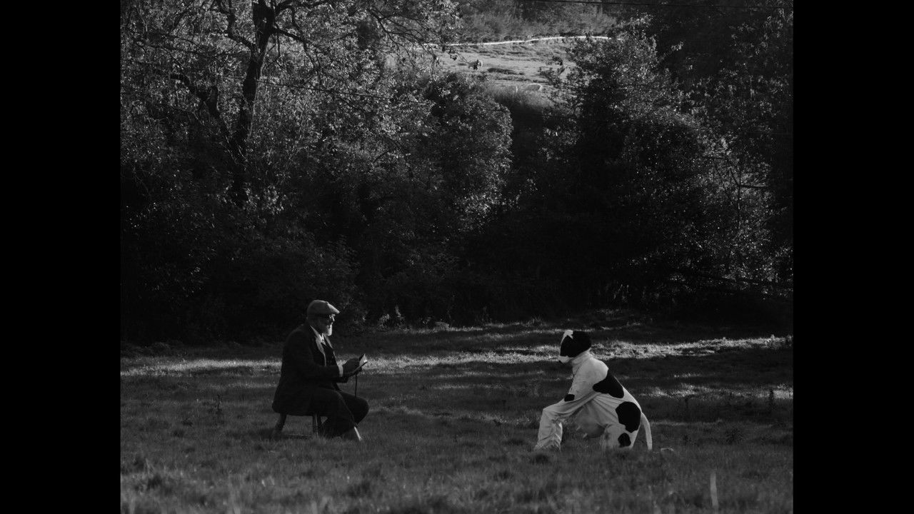 Bovine Comedy backdrop