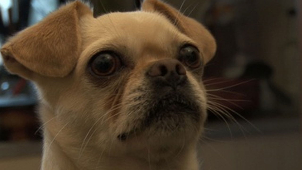 El mate amargo backdrop