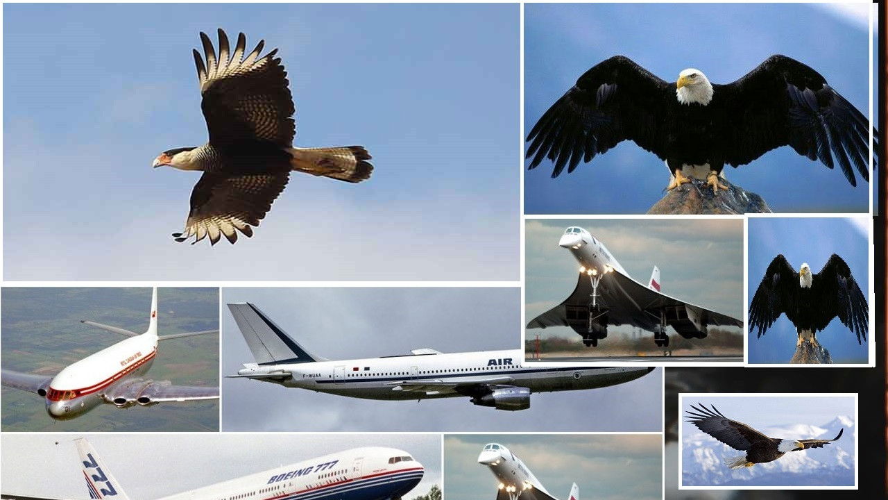 Documentário O voo backdrop