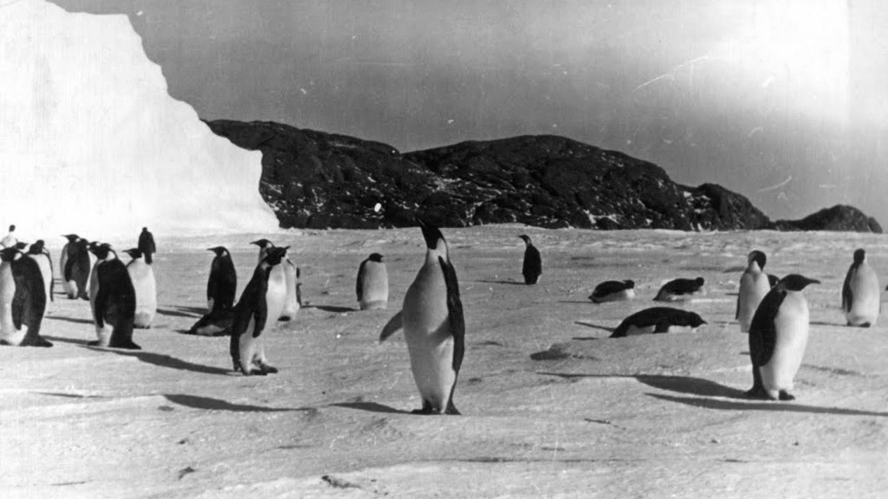 Tale of the Penguins backdrop