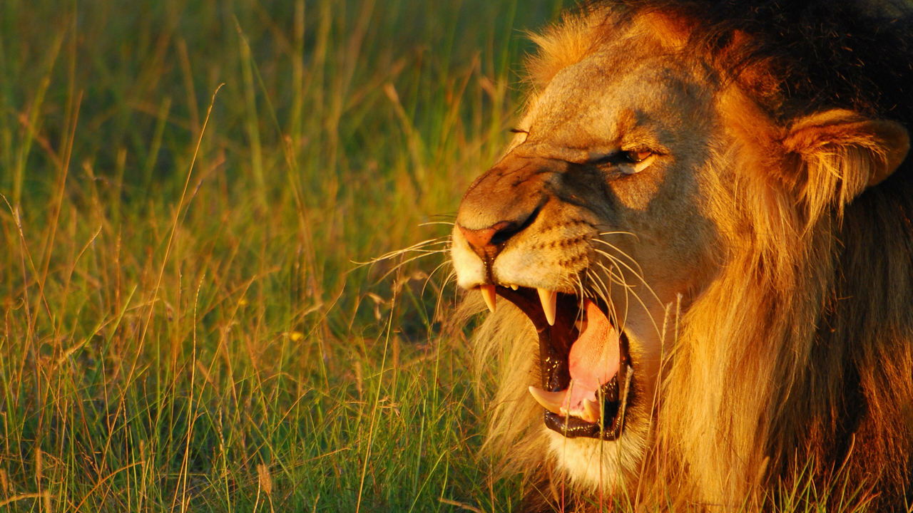 Secret World of Sound backdrop