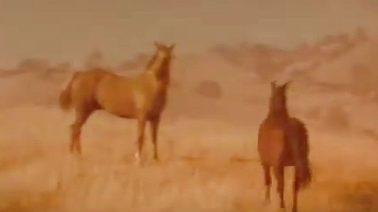 Iron and Horse backdrop