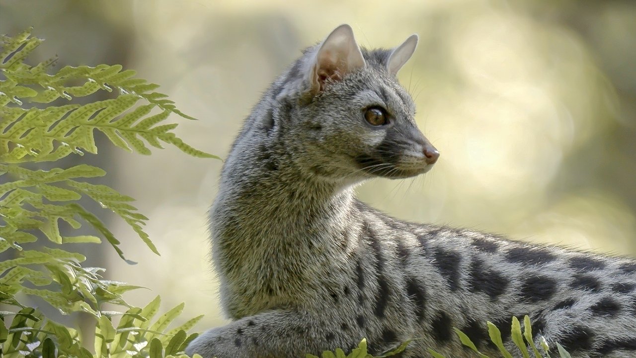 Hidden Wonders of Europe backdrop
