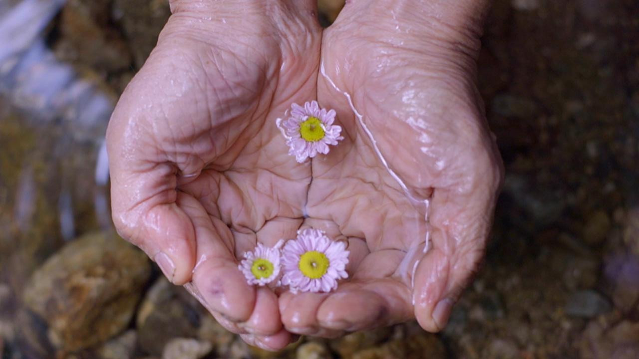 Late Bloomer backdrop