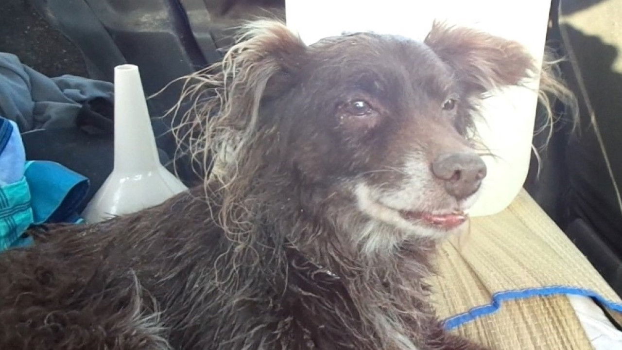 Nedam i regam backdrop